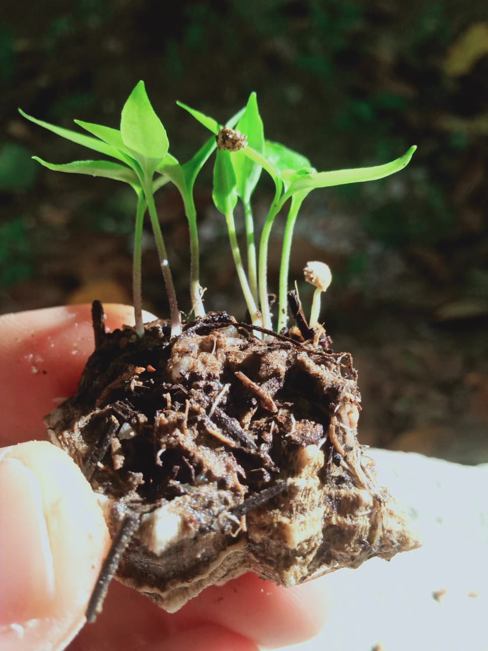 Organic residue composted to grow new life