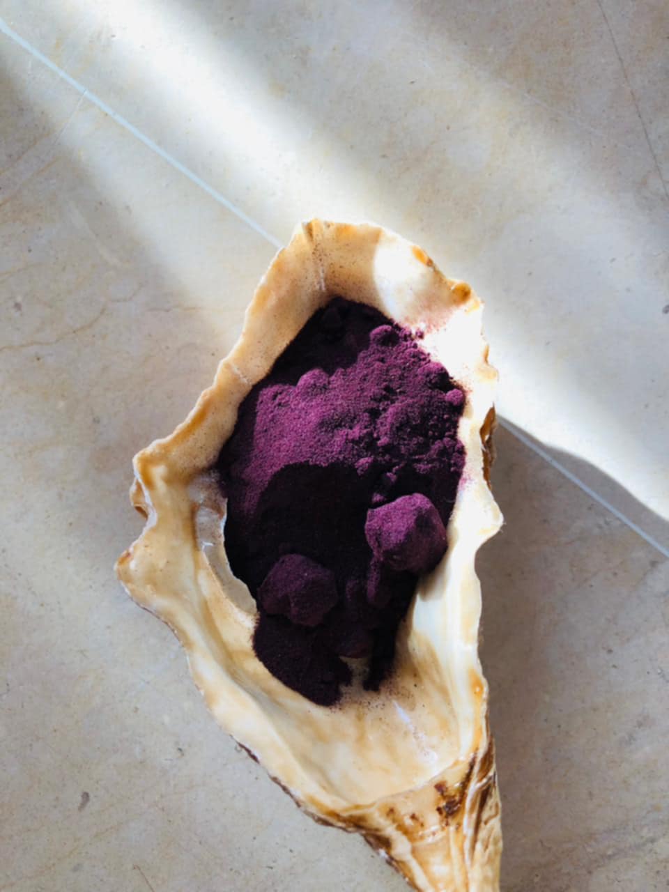 Murex snail shells – source of authentic Tyrian purple dye