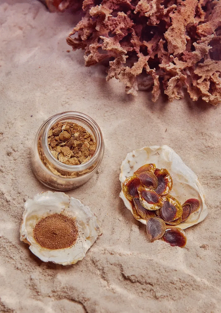 Murex opercula — the natural trapdoor of the snail, preserved and honored